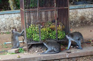 Csoportos banántároló szisztematikus kifosztására irányuló akció