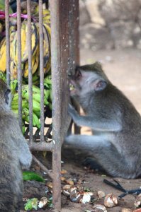Ha nem lehet feltörni a tárolót, a kilógó darabokat meg lehet csócsálni