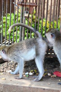 Egy kis urológiai vizsgálat