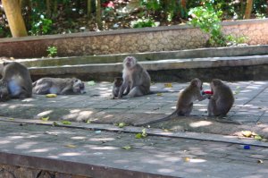 Egy ellopott rózsaszín hajgumin civakodtak a kismajmok...valamiért rettentően vonzódnak a pink cuccokhoz, bármi is legyen az
