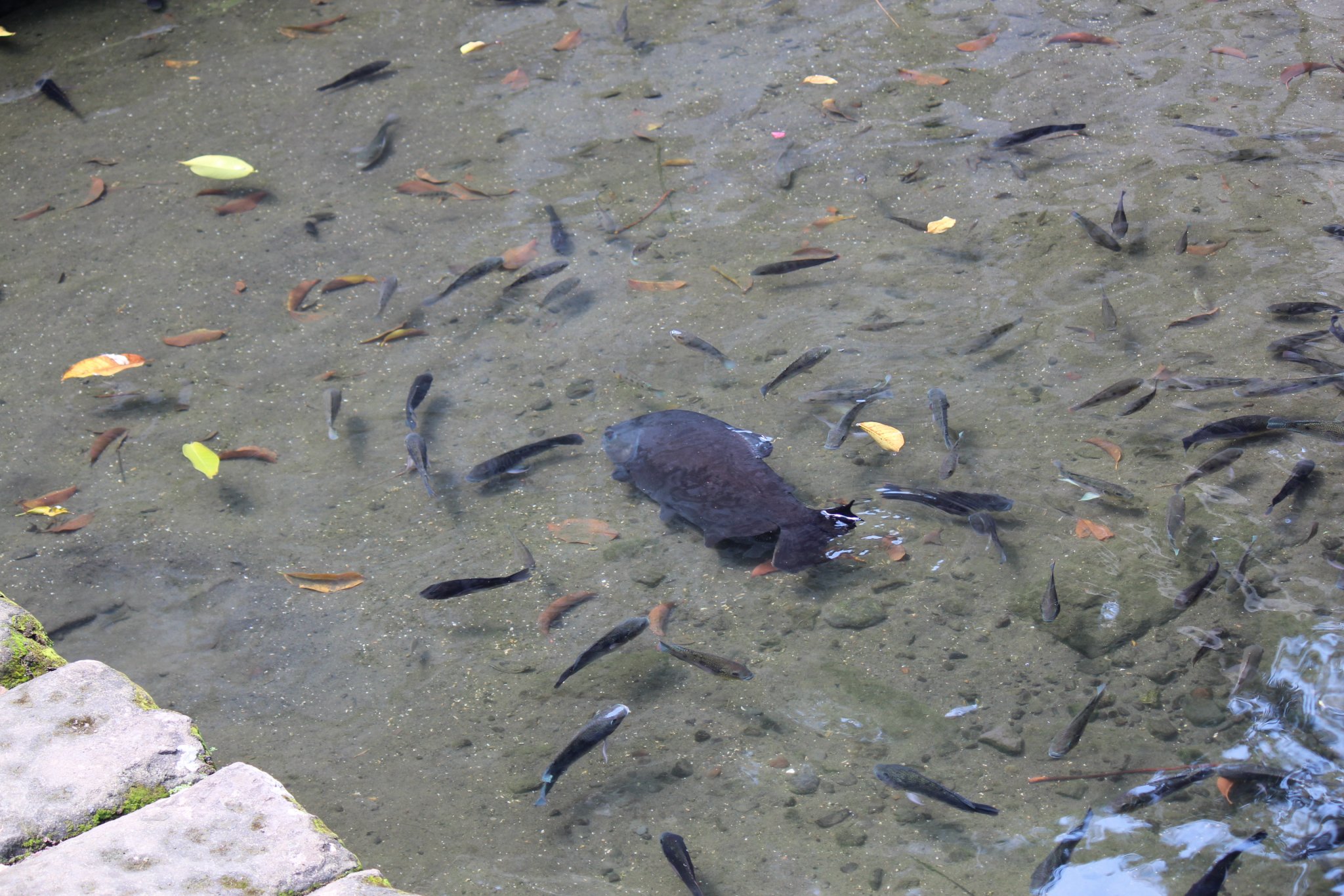A nagy hal még nem úszott át a túlvilágra, hanem minden elképesztő pozicióban igyekezett levegőt venni és túlélni az alacsony vízszintet...a kis halak meg örültek, hogy nem nőttek nagyra:)