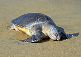 260px-Lepidochelys_olivacea