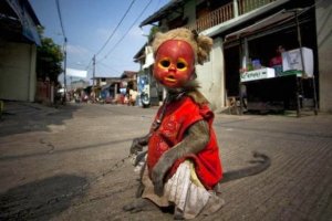 Creepy-Indonesian-street-monkeys-1