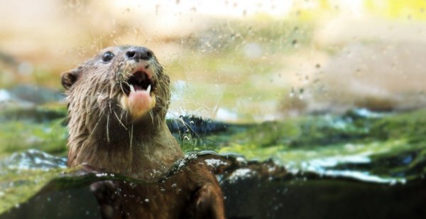 otter_1220x628